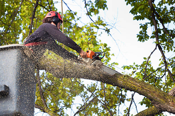 Best Emergency Tree Removal  in Flatonia, TX